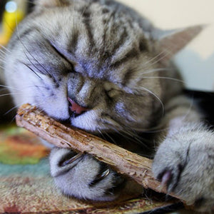 15&20pcs Natural Catnip Pet Cat Molar Toothpaste Stick